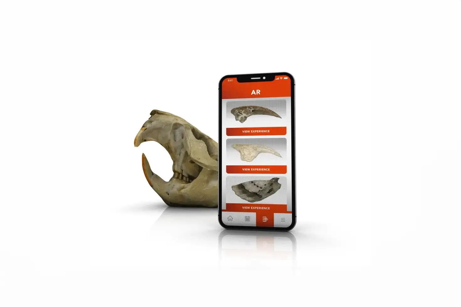 Burpee Museum Fossil Experiences